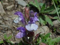 Scutellaria alpina