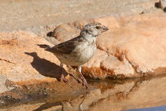 Crithagra atrogularis