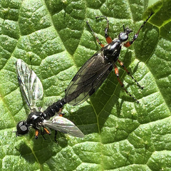 Bibio xanthopus