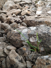 Poa paucispicula