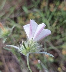 Convolvulus lanuginosus