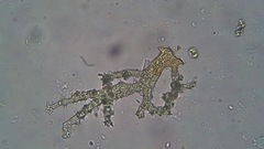 Thuidium recognitum