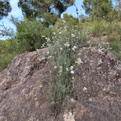 Convolvulus lanuginosus