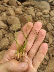 Poa paucispicula