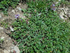 Scutellaria alpina