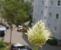 Anthophora quadrimaculata