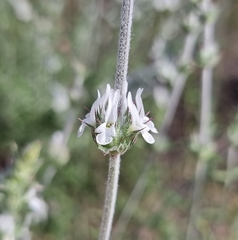 Sideritis leucantha