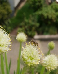 Anthophora quadrimaculata