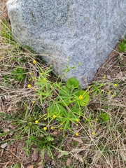 Ranunculus cassubicus