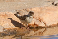 Crithagra atrogularis