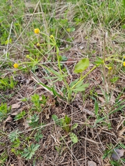 Ranunculus cassubicus