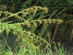 Cladium mariscus mariscus