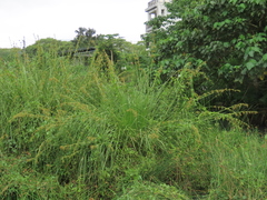 Cladium mariscus mariscus