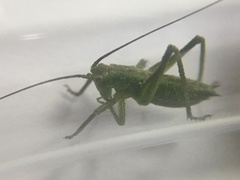 Tettigonia