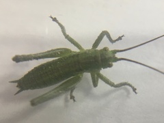 Tettigonia