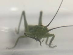 Tettigonia