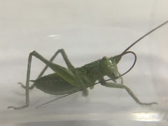 Tettigonia