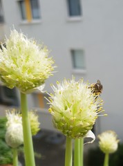 Anthophora quadrimaculata