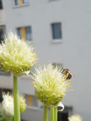 Anthophora quadrimaculata