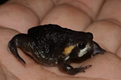 Breviceps mossambicus