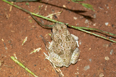 Anaxyrus speciosus