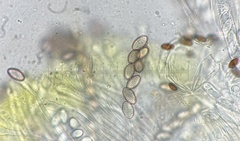 Ascobolus lineolatus