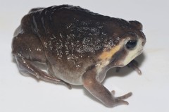 Breviceps mossambicus