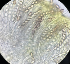 Ascobolus lineolatus