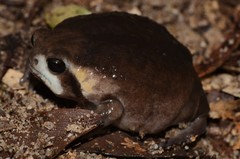 Breviceps mossambicus