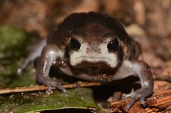Breviceps mossambicus
