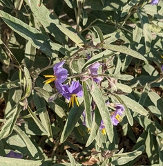 Solanum elaeagnifolium
