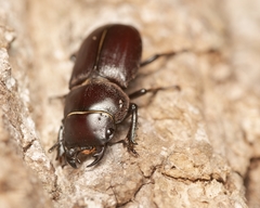 Dorcus brevis