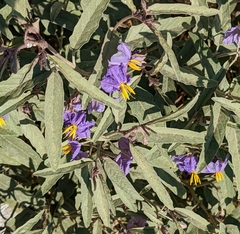 Solanum elaeagnifolium