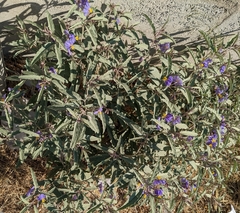 Solanum elaeagnifolium