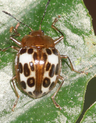 Oligocorynus