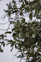 Philenoptera violacea