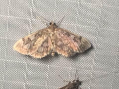 Anania coronata