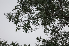 Philenoptera violacea