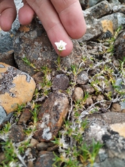 Pseudocherleria macrocarpa