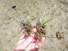 Juncus falcatus