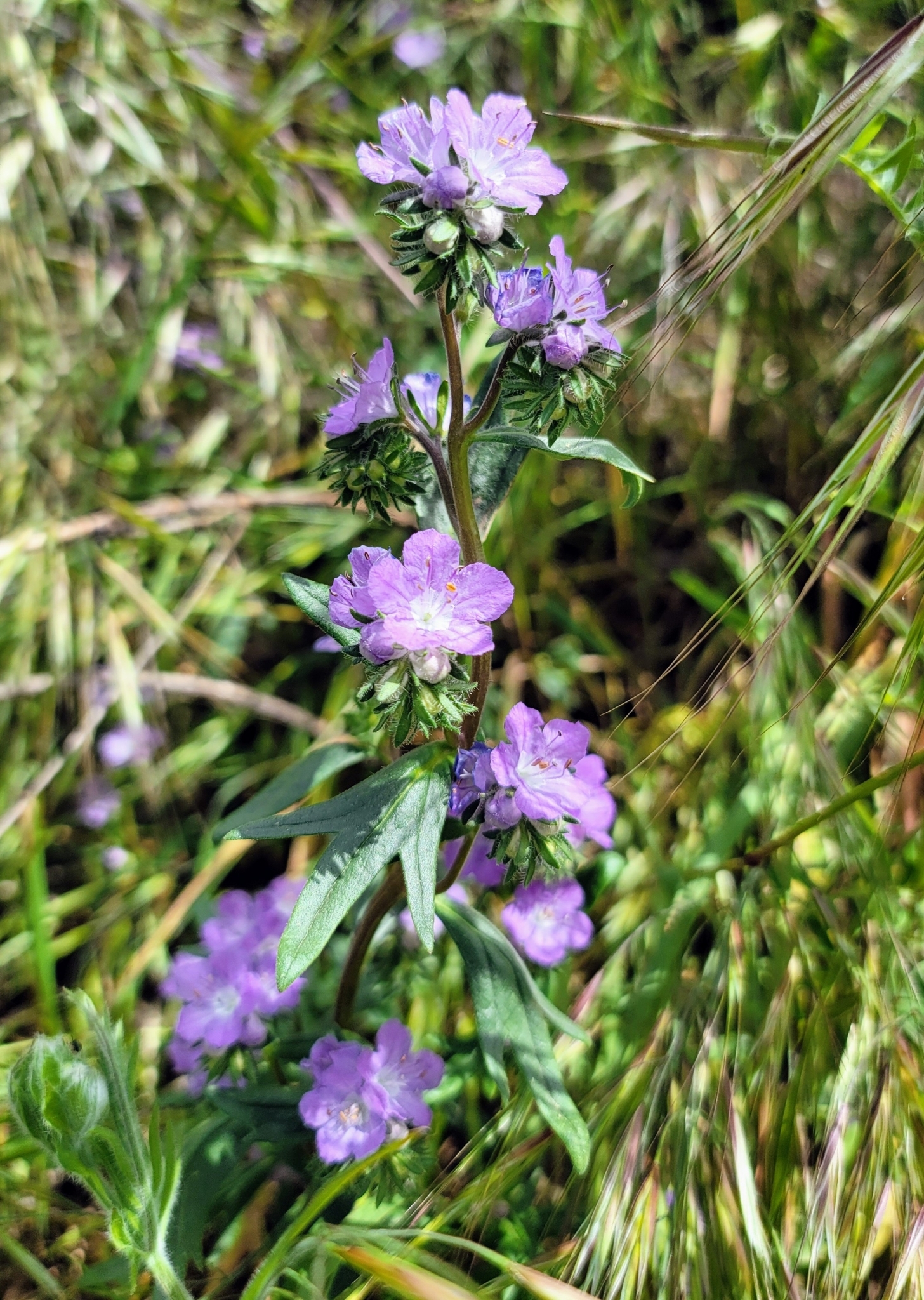 Phacelia linearis