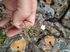Pseudocherleria macrocarpa