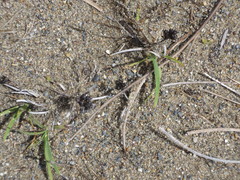 Juncus falcatus