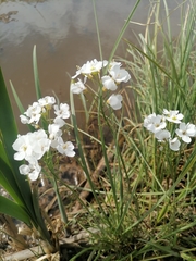 Cardamine dentata