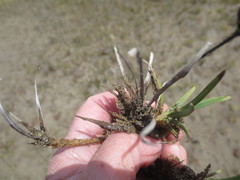Juncus falcatus
