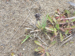 Juncus falcatus