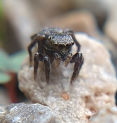 Habronattus texanus