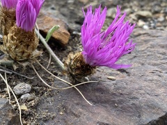 Psephellus turgaicus