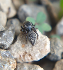 Habronattus texanus