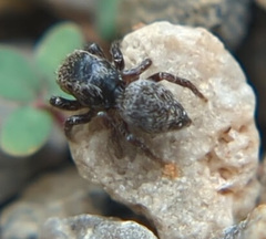 Habronattus texanus